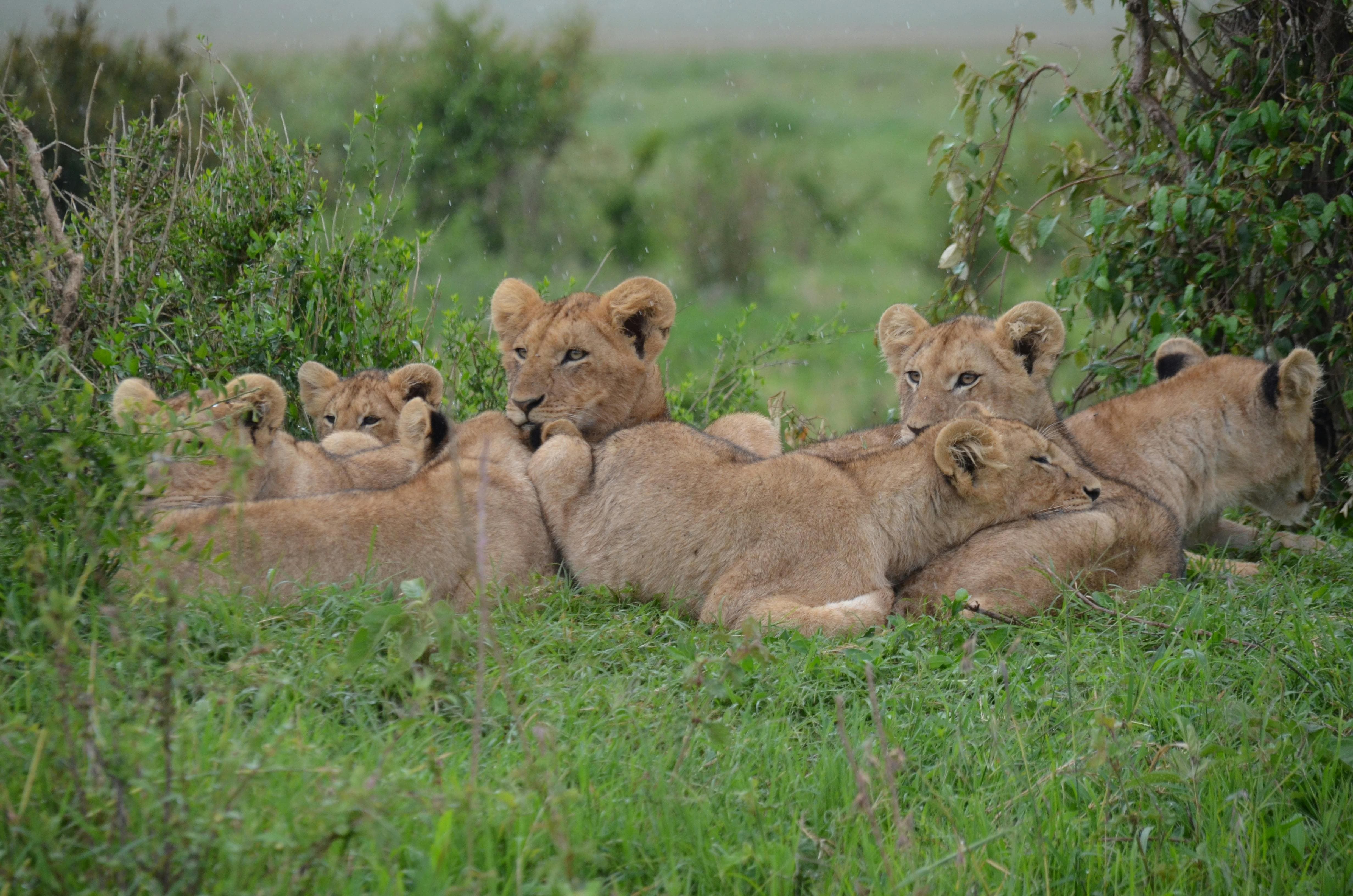 Nairobi: Culture, Safari & City Fun (with Discount Codes) 5v1xyd